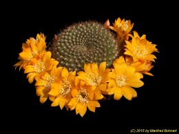 Rebutia marsoneri J66 1772